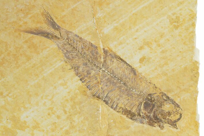 Detailed Fossil Fish (Knightia) - Wyoming #320259